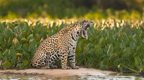 Ecoturismo no Pantanal