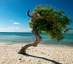 Pacote Férias de Julho - Aruba