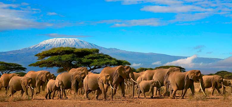 Pacote para Sky Safari Quênia
