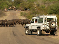 Parque Nacional Kruger - África do Sul