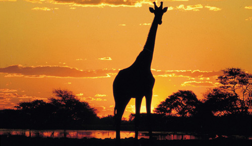Kruger Park - &Aacute;frica do Sul