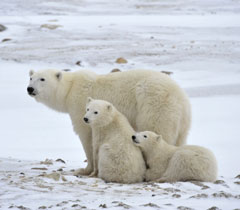 Pacotes para Churchill com Ursos Polares Canadá