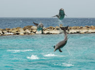 curaçao golfinhos
