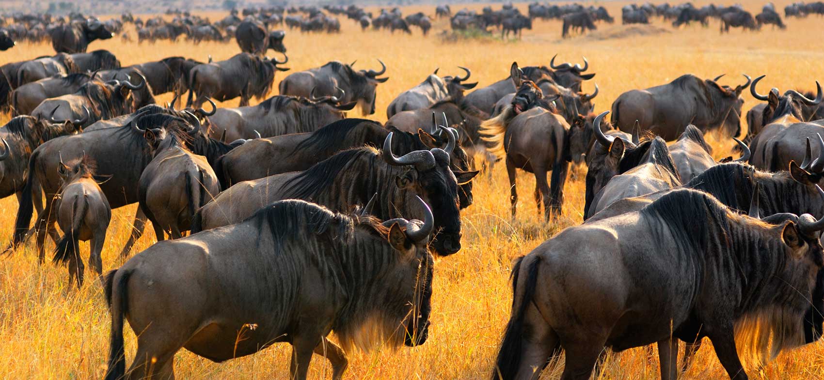 Pacotes de Viagem para África