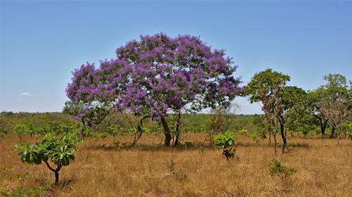 Ecoturismo no Jalapão