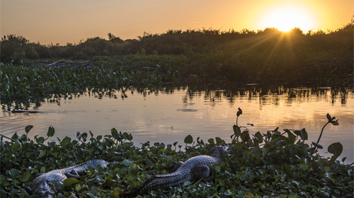 Ecoturismo no Pantanal