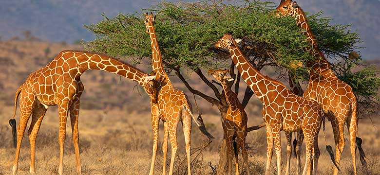 Kruger Park