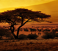 Pacotes de Reveillon na África 2025