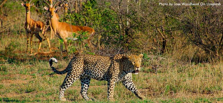 Pacotes para Cape Town e Kruger Park