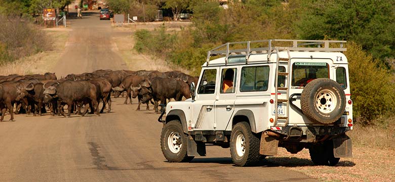 Pacote de Reveillon no Kruger e Cape Town