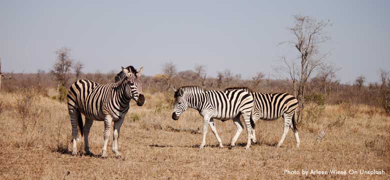 Pacotes para Cape Town e Kruger Park
