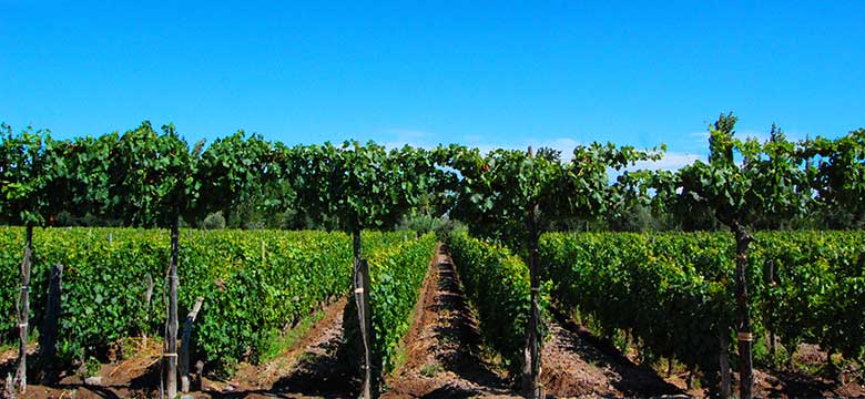 Pacote para Reveillon e Natal em Mendoza e Salta, Caminho do Vinho