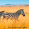 Roteiro detalhado do pacote Sky Safari no Quênia Connoiseur