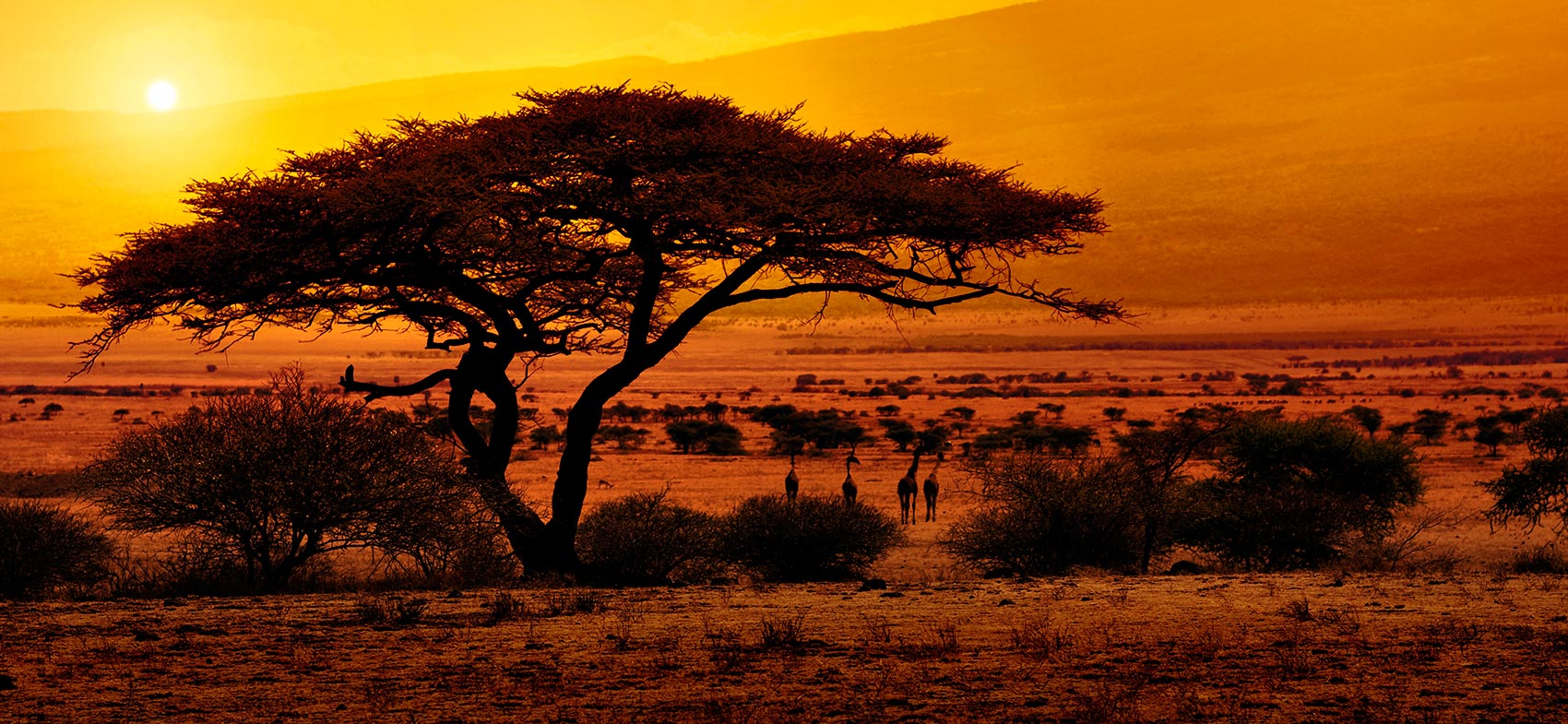 Pacote Africa do sul