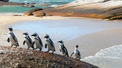 cape-town