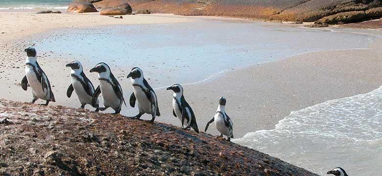 Cape Town