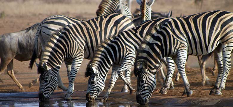 Kruger Park
