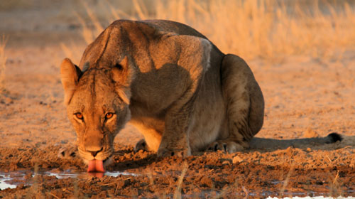 kruger
