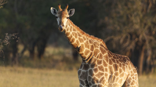 kruger