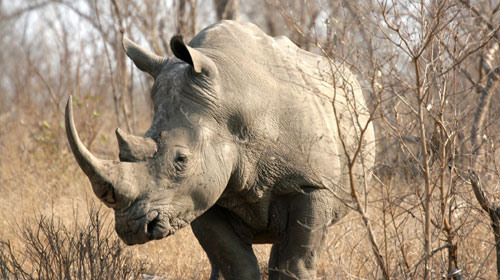 kruger