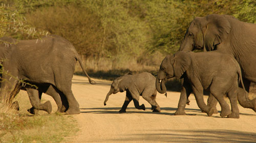 kruger