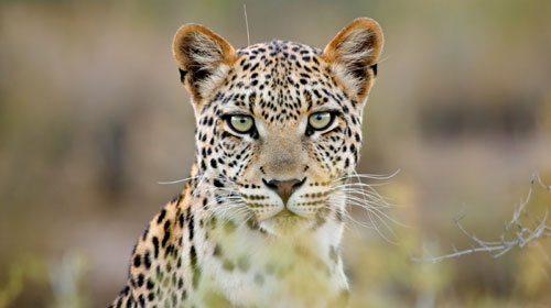 kruger