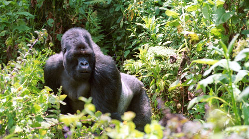 ruanda