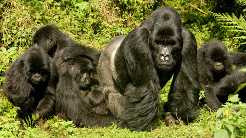 ruanda