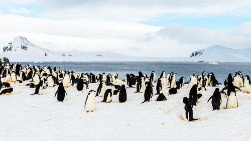 Pacotes Antártica