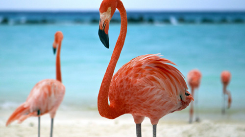 Pacotes de viagem para Aruba
