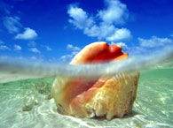 bahamas2