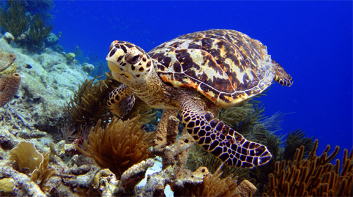 Pacotes para Bonaire