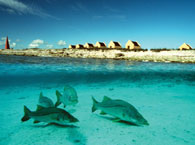 bonaire4