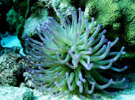 bonaire7