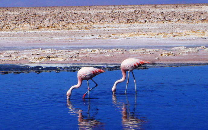 Reserva Nacional Los Flamencos