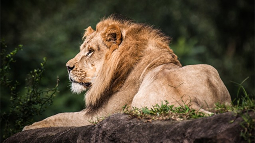Disney World Animal Kingdom