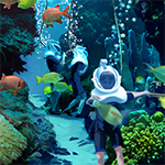 Atrações Discovery Cove