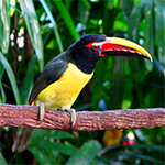 Atrações Discovery Cove