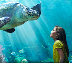 Orlando Sea World