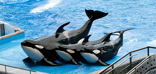 Sea World Orlando