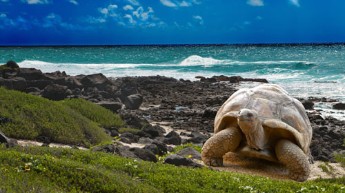 Pacotes para Ilhas Galápagos