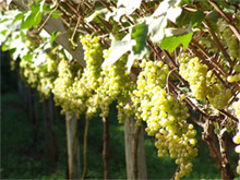 Vinhedos da Borgonha
