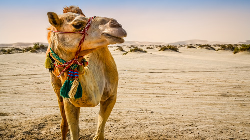 Ilhas Maldivas e Deserto de Dubai