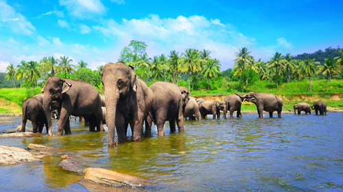 Ilhas Maldivas e Sri Lanka