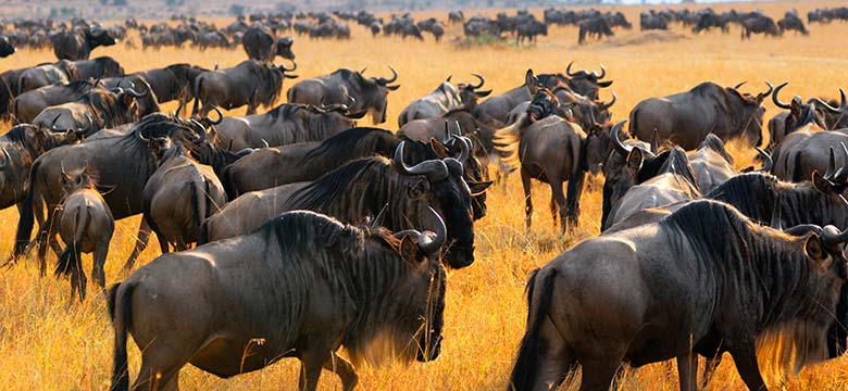 Maasai Mara