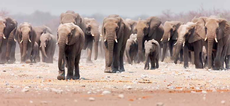 Parque Nacional de Etosha