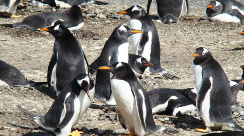 Isla Magdalena - Patagônia Chilena