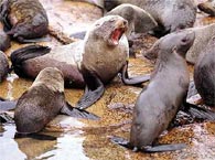 Pacotes Punta Del Este Ilha dos Lobos