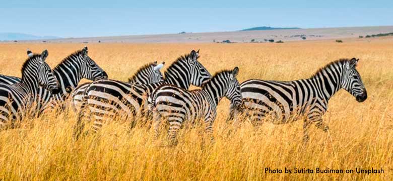 Maasai Mara