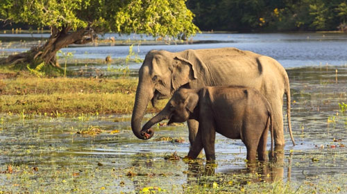 Pacotes de Viagem para Sri Lanka